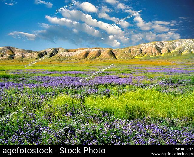 Carizzo plain with mostly purple Fremont's Phacelia, Pacelia fremontii, Carrizo Plain National Monument, California, USA