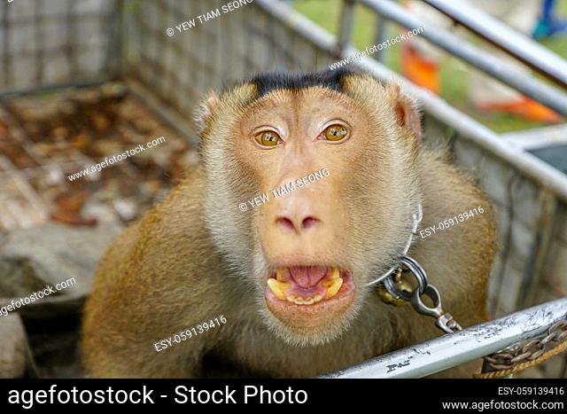 Monkey pet raised from local at Kelantan