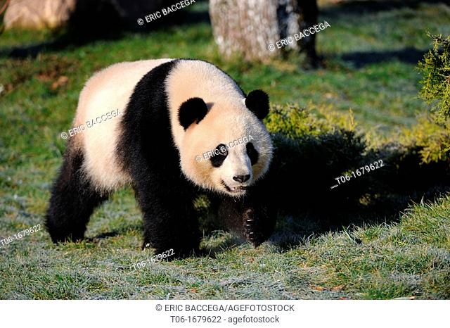 Giant panda walking Ailuropoda melanoleuca captive, ZooParc, Beauval