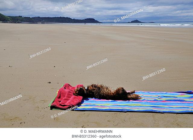 Long-haired Dachshund, Long-haired sausage dog, domestic dog (Canis lupus f. familiaris), in supine position sunbathing at the beach, France, Brittany, Erquy
