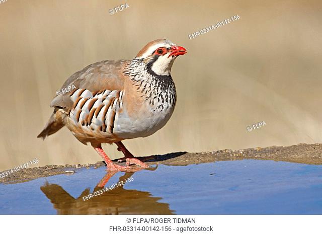 Red-legged Partridge Alectoris rufa adult, drinking, standing at edge of water, Northern Spain, july