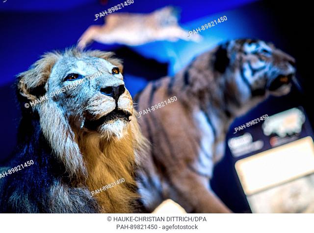 Models of a lion and a tiger on display as part of a special exhibition entitled 'The Ice Age Hunter: The Deadly Danger of Sabre Toothed Tigers' in the Palaeon...