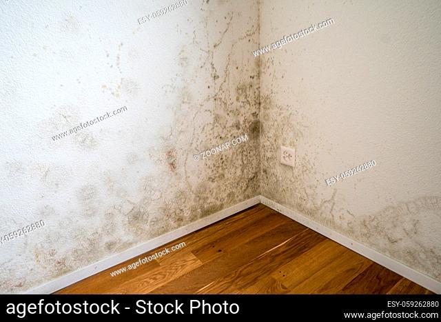 empty new apartment with black and gray toxic mold and mildew on the walls