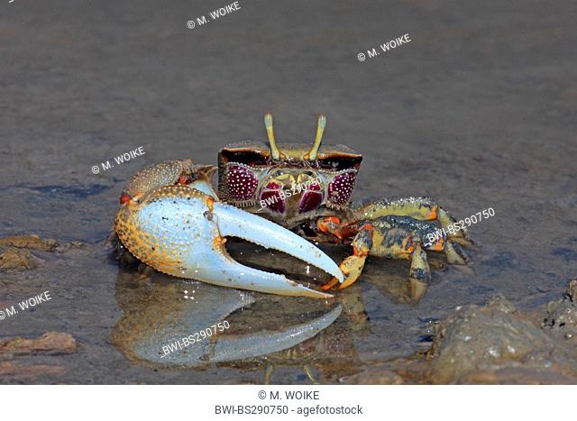 Moroccan fiddler crab, European Fiddler Crab (Uca tangeri), male, Spain, Sanlucar de Barrameda