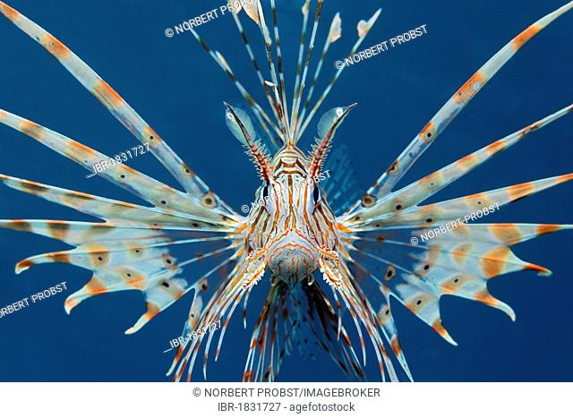 Commen Lionfish (Ptrois volitans) aggressive, head-on, symmetric, in blue sea water, Hashemite Kingdom of Jordan, Red Sea, Western Asia