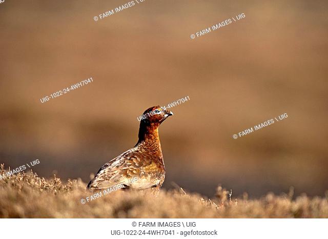 Red Grouse on moorland in spring. (Photo by: Wayne Hutchinson/Farm Images/UIG)
