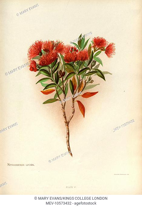 Metrosideros Lucida (Southern Rata), also known as Metrosideros Umbellata, belonging to the myrtle family, with bright red flowers consisting of many stamens