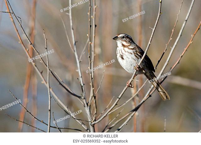 Song Sparrow Perched in a Tree