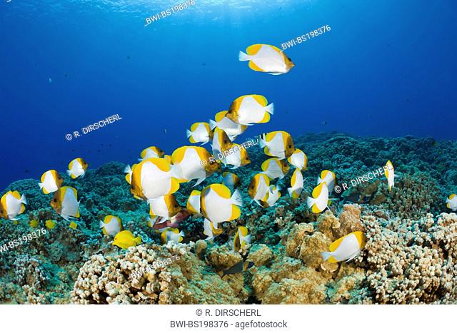 pyramid butterflyfish (Hemitaurichthys polylepis), swarm at a coral reef, USA, Hawaii, Maui, Molokini Crater