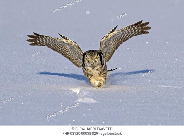 Northern Hawk Owl Surnia ulula adult, in flight, swooping on vole prey in snow, Finland, february