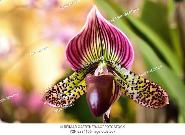 Paphiopedilum Venus Slipper orchid flower hybrid on light background