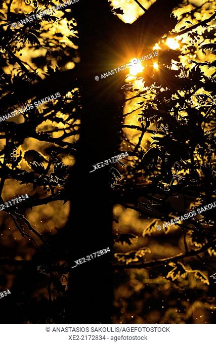 Silhouette of Plane Tree Platanus orientalis, Crete