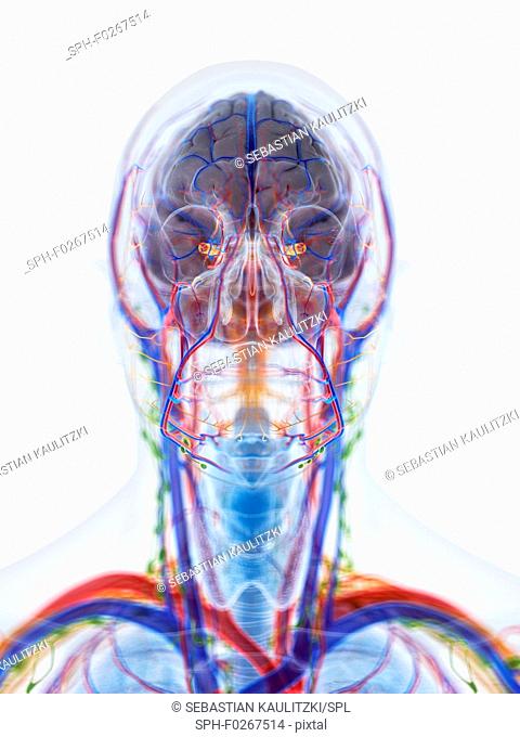 Head and neck anatomy, computer illustration