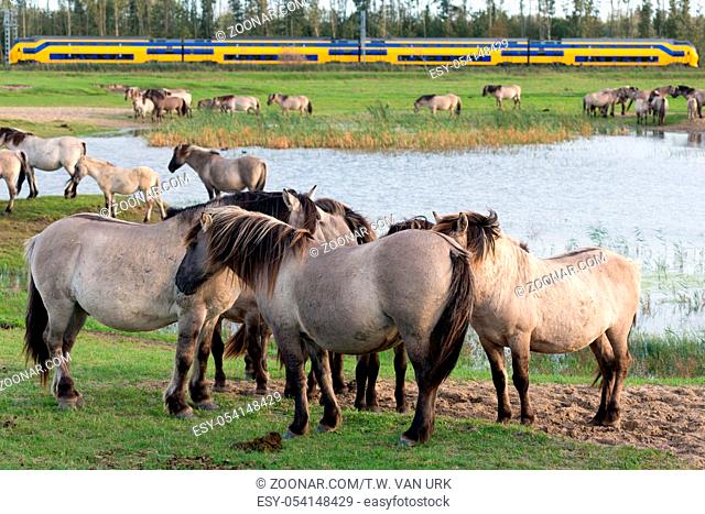 Dutch National Park Oostvaardersplassen with herd of Konik horses. A train is passing at the background