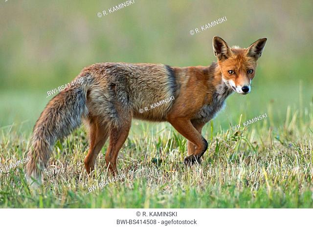 red fox (Vulpes vulpes), standing in a meadow, Germany, Brandenburg
