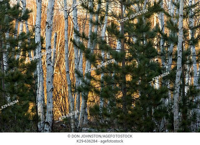 White pine (Pinus strobus) and white birch (Betula papyrifera)