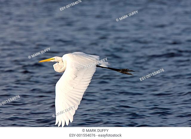 Great White Egret flying over Florida waters