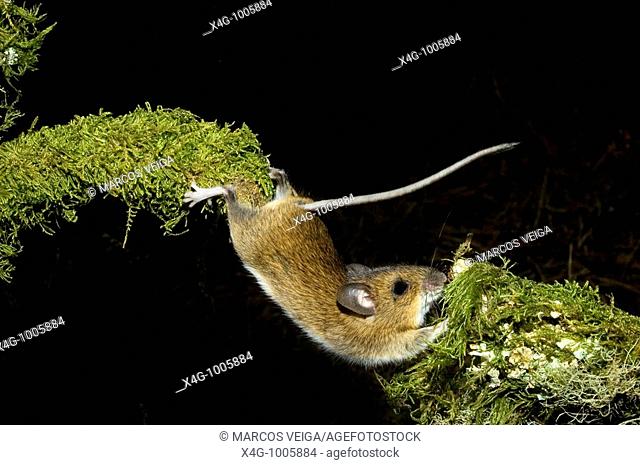 Ratón de campo estirándose para superar un obstáculo, Wood mouse stretching, Apodemus sylvaticus  Pontevedra, España