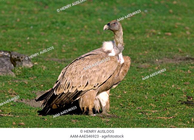 Griffon Vulture (Gyps fulvus) / Vautour fauve