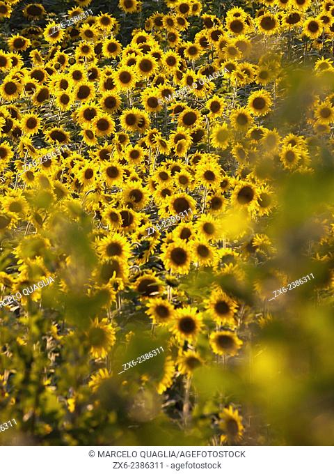 Sunflower plantation (Helianthus annuus). Olot city countryside, La Garrotxa region. Girona province, Catalonia, Spain