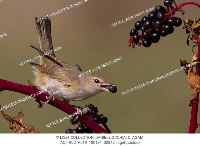 Garden Warbler foraging on berries, Garden Warbler, Sylvia borin