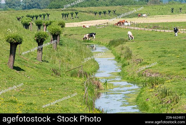 small water called river bernisse in Holland with cows and trees