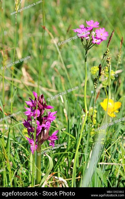 Alpine flower meadow, in summer near the Ferchensee near Mittenwald, Upper Bavaria, Werdenfelser Land, Bavaria, Germany