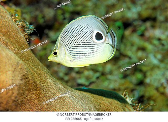 Foureye Butterflyfish (Chaetodon capistratus) swimming through a coral reef, Barrier Reef, San Pedro, Ambergris Cay Island, Belize, Central America, Caribbean