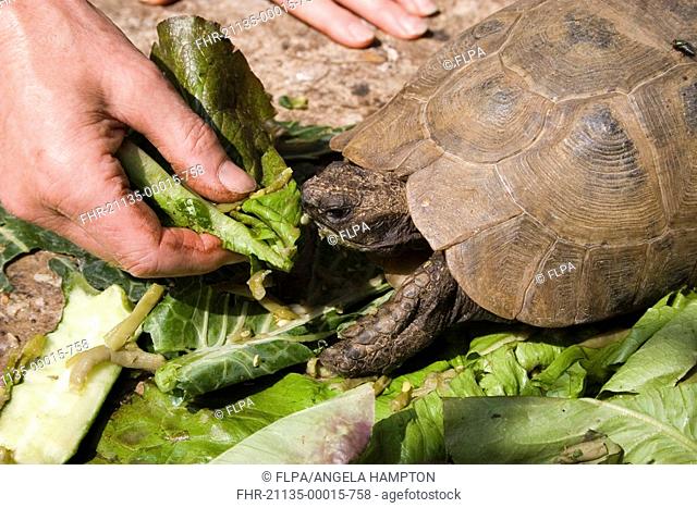 Tortoise, pet being hand fed with lettuce from garden