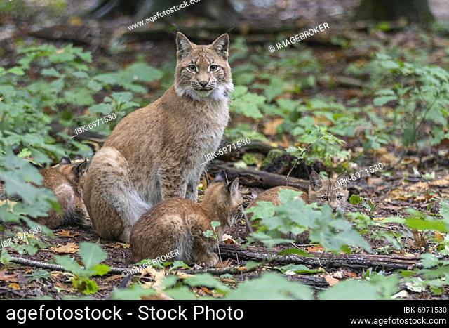 Lynx with cubs (Felis lynx), Gangelt Wildlife Park, Germany, Europe