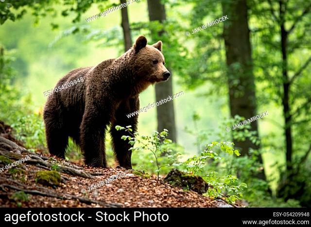 An attentive brown bear, ursus arctos, standing in the middle of green woods in sprintime. A solitary animal creature with fluffy coat paying attention on the...