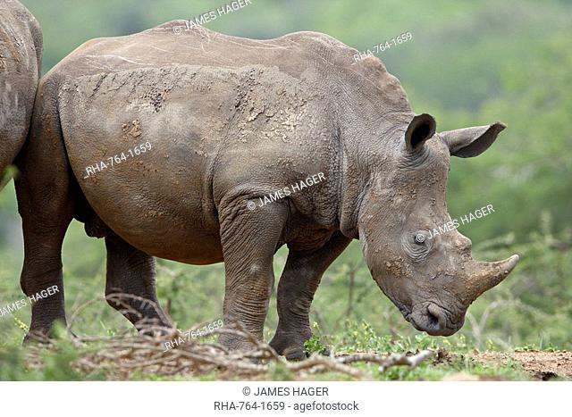 Young White Rhinoceros Ceratotherium simum, Hluhluwe Game Reserve, South Africa, Africa