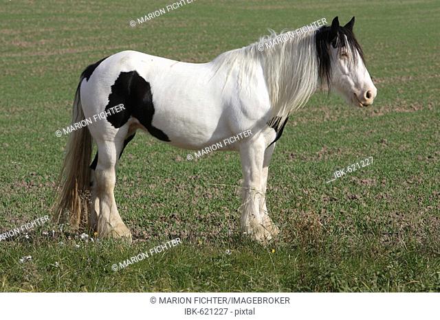 Gypsy Vanner or Gypsy Cob mare, standing