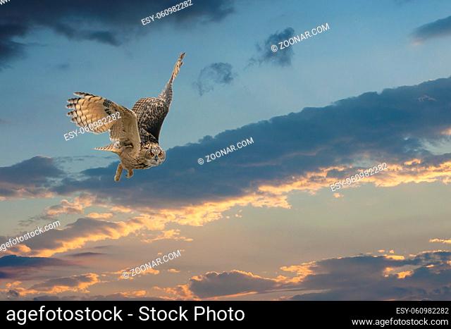 One Eurasian Eagle Owl or Eagle Owl. Flies with spread wings against a dramatic blue, purple, orange sky. Red eyes stare at you while he is hunting