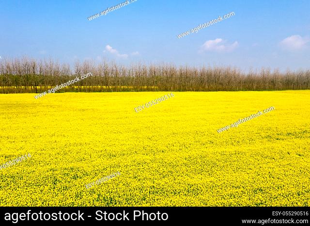 golden rapeseed flowers bloom in spring