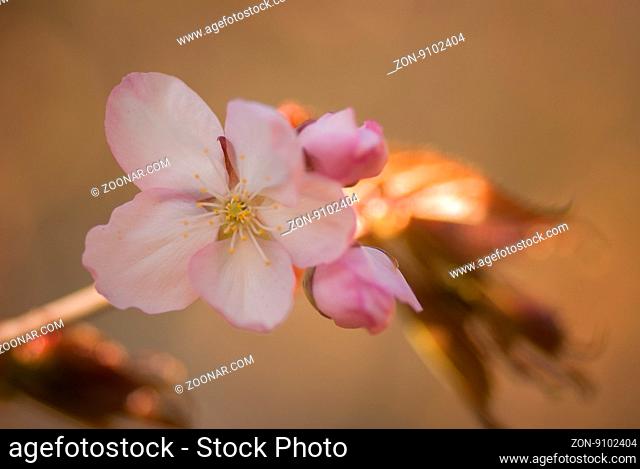 Cherry blossom or Sakura flower with warm background