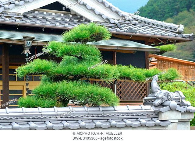 Japanese black pine (Pinus thunbergii), in front of a house, Japan, Honshu, Super Rindo Forststrasse, Nara