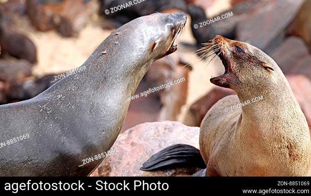 Südafrikanischer Seebär, Arctocephalus pusillus, Kreuzkap Namibia, South African fur seal, cape cross