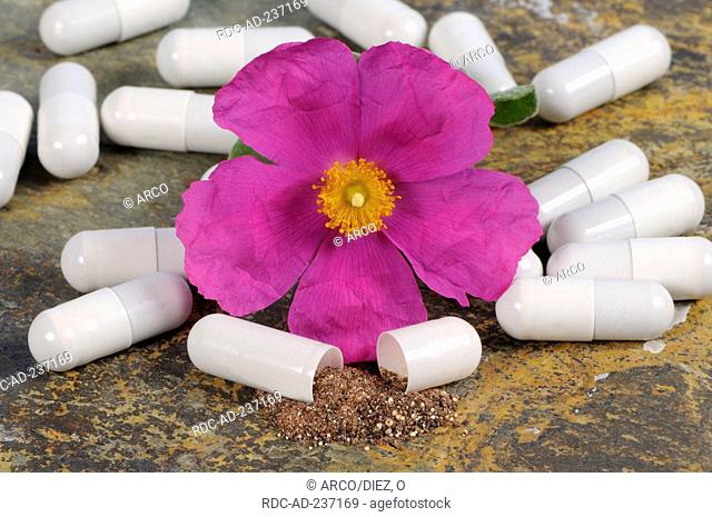 Rockrose, cistus capsules / Cistus incanus tauricus / cistus pills