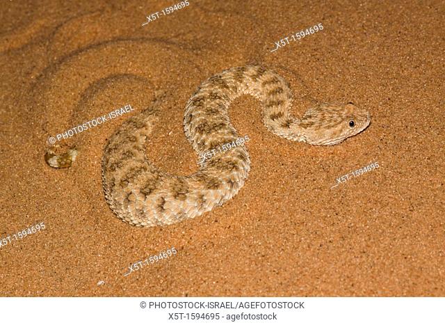 Sahara sand viper Cerastes vipera burying itself in the sand The Sahara sand viper is a venomous viper species found in the deserts of North Africa