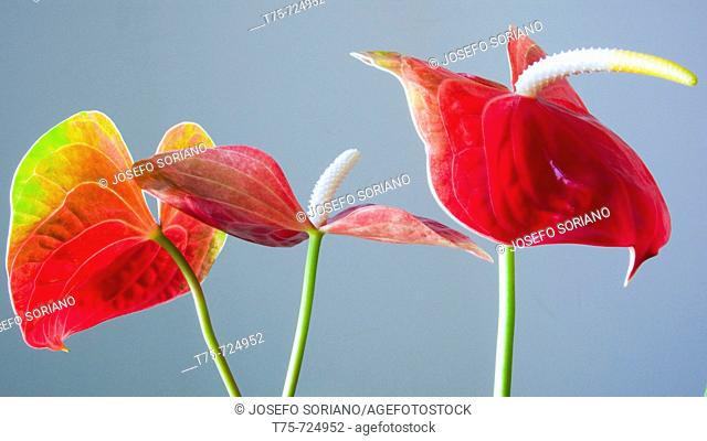 Anthurium flowers
