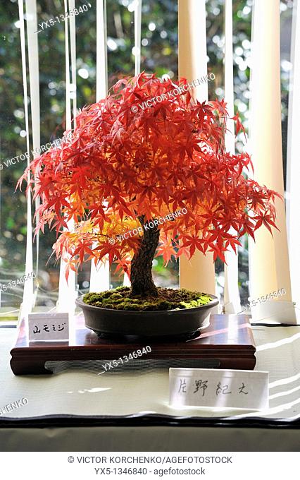 Red maple at bonsai show in Nikko