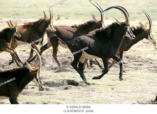 Sable Antelope Hippotragus niger, Chobe River, Botswana