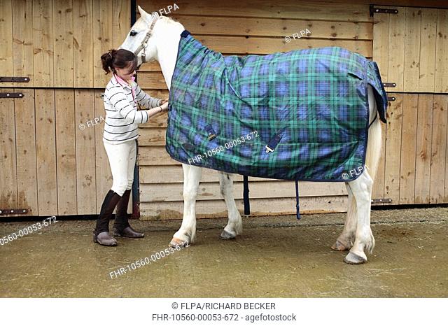 Welsh Pony, with girl owner fitting rug, outside stables, Powys, Wales