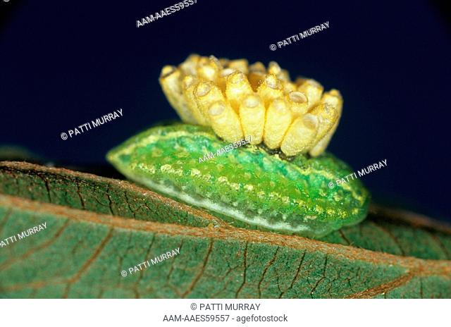 Parasitism: Yellow-shouldered Slug Moth Caterpillar w/ Cocoons of Braconid Wasp, NJ (Lithacodes fasciola)