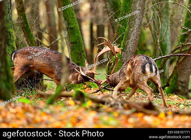 Two fallow deer, dama dama, stags fighting in forest in autumn nature. Male animals bumping into each other with huge antlers