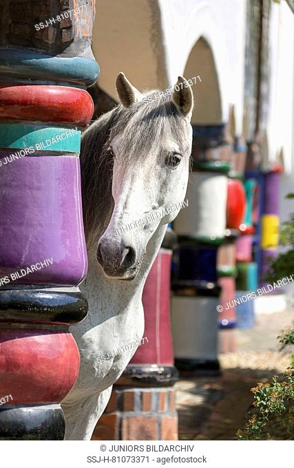 Pure Spanish Horse, PRE, Andalusian Horse. Grey stallion standing among multicolored columns at hotel and spa Rogner Bad Blumenau (designed by Friedensreich...