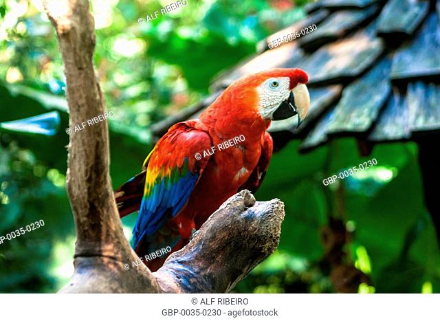 Bird Park; Macaw Piranga; Ara Macao; Foz do Iguaçu; PR; Paraná; Brazil