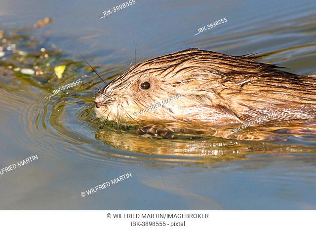 Muskrat (Ondatra zibethicus), swimming, North Hesse, Hesse, Germany