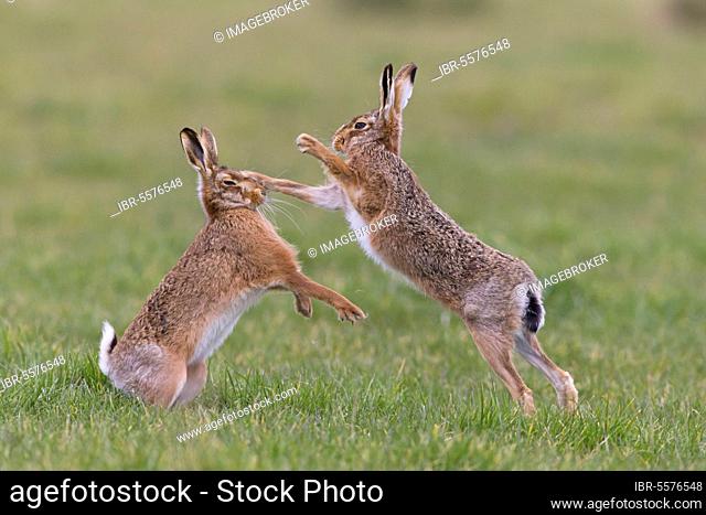 European Hare (Lepus europaeus) adult pair, 'boxing', female fighting off male in grass field, Suffolk, England, United Kingdom, Europe